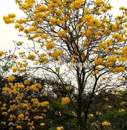 黄花铃 （地苗）