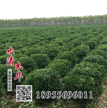 供应冬青树 冬青树苗