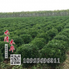 供应冬青树 冬青树苗
