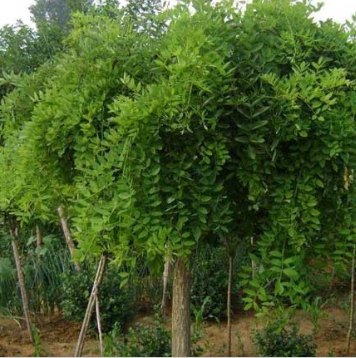 鄢陵县永博花卉苗圃园 3-25公分国槐直销 树形好 品质优 规格齐全