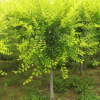 苗圃批发3-15公分的金叶榆 树形好 规格全 鄢陵县永博花卉苗圃供应各种绿化苗木 风景树
