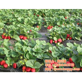 草莓苗、草莓苗品种、鑫平园艺