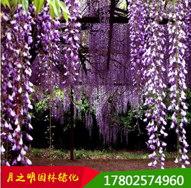 藤本植物 紫藤 紫藤苗 紫藤树苗 当年开花 适合种植 量大从优