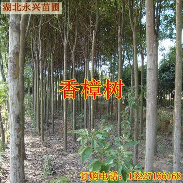 湖北移栽香樟树 绿化工程小叶香樟树 十公分香樟