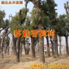 湖北香樟 骨架移栽香樟树苗 多头香樟 小香樟常绿乔木