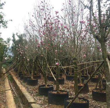 白玉兰 广玉兰 云花苗圃 云南宜良苗圃基地 绿化苗木批发采购