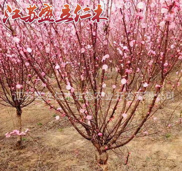 批发红梅花树苗 梅花苗 美人梅苗 榆叶梅苗 工程绿化苗木规格齐全