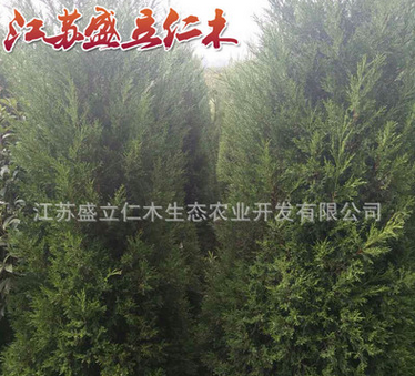 批发四季常青蜀桧大小苗 街道造型树蜀桧树 工程绿化用苗规格齐全