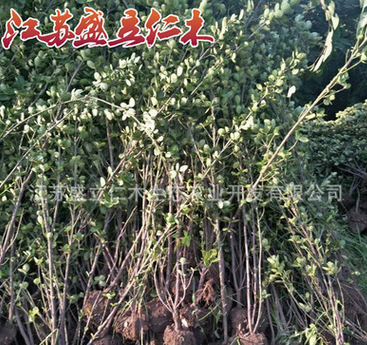 北海道黄杨绿篱 1.5-2米北海道黄杨 大叶黄杨苗基地批发规格齐全
