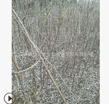 流苏树价格 流苏树苗价格 基地直销原生流苏小苗 批发优质流苏苗