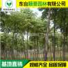 栾树苗直销 绿化工程苗 生长快 花期长 工程绿化 规格齐全