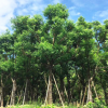 全冠香樟批发 产地直销 香樟 规格齐全12-30公分 绿化苗木