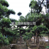广东星戈园林供应15-30公分造型罗汉松景观树