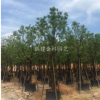 供应精品全冠香樟树12-25公分