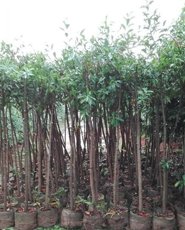 广东南雄供应2一6公分杜英7000株