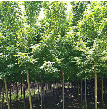 青叶复叶槭 供应3-10公分青叶复叶槭 规格全 易成活