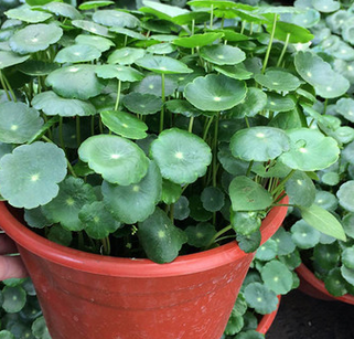 铜钱草批发铜钱草盆栽花卉金钱草土培水培桌面盆栽绿植多肉植物