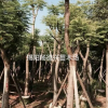 凤凰木袋苗15-30公分