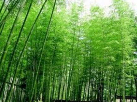 竹子