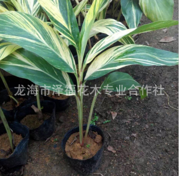 花叶良 自产自销 工程绿化 观花 量大从优 品种齐全 优质批发