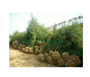 园林绿化苗树批发 四季常青 雪松苗 宝塔松1图3