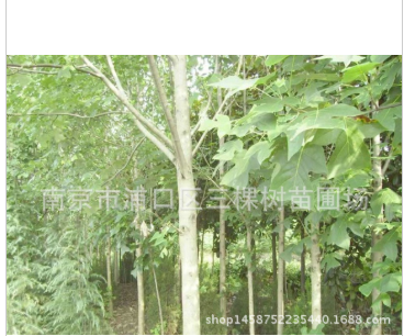 园林绿化批发 鹅掌楸 马褂木 双飘树 苗圃工程苗1图1