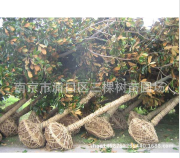 广玉兰小苗直销 绿化苗木 行道树 根系发达 原生广玉兰苗 工程2图3