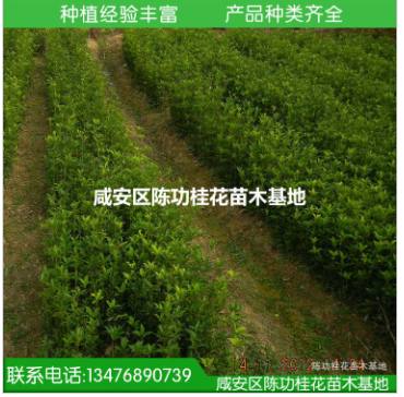 苗木 桂花树苗批发金桂 桂花苗30-70cm浓香型庭院植物 自产自销