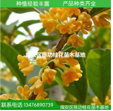 苗木 桂花树苗批发金桂 桂花苗50-80cm浓香型庭院植物 自产自销