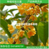 苗木 桂花树苗批发金桂 桂花苗50-80cm浓香型庭院植物 自产自销