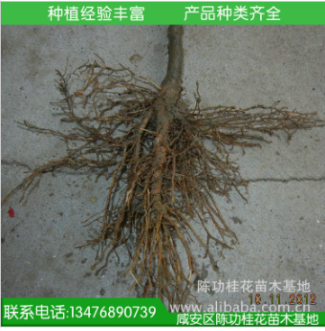 桂花树苗批发金桂丹桂 直径1公分花香 庭院绿化苗木 观花植物盆栽