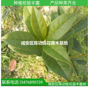 桂花树苗批发丹桂 状元红 苗木 30-50cm浓香型庭院植物 自产自销