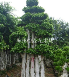 福建漳州沙西本土造型榕树桩头/嫁接小叶榕盆景/多杆小叶榕桩头