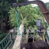 小叶榕绿化树胸径30公分 高6 米 冠幅 4米 地径厘米价格 2200 元