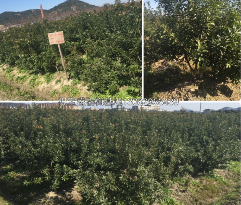 供应1-6年生杨梅树苗