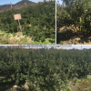 供应1-6年生杨梅树苗