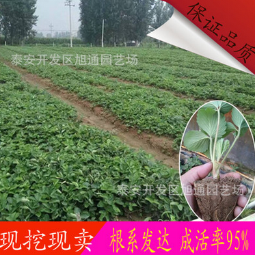 基地直销章姬草莓苗 口感好果个大 品种多 量大优惠 成活率高