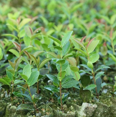 一年生油茶苗 厂家批发茶树直销 苗木湘林长林 高产优质营养丰富