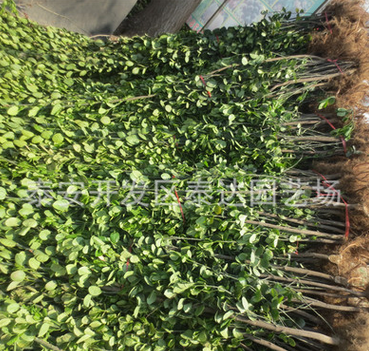 北海道黄杨价格低 潍坊北海道黄杨树