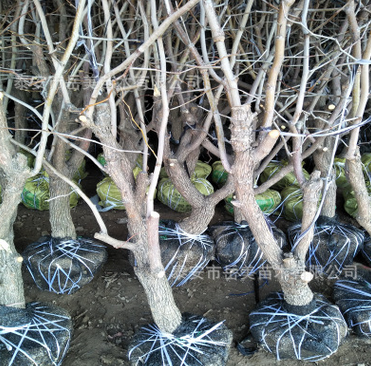 15公分枣树价格 15年枣树产量 葫芦枣品种说明