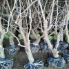 15公分枣树价格 15年枣树产量 葫芦枣品种说明