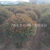 大量低价供应黑土田苗红叶石楠球精品球