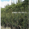 浙江宁波茶梅树便宜|柴桥茶梅树价格最新|宁波柴桥茶梅基地供应