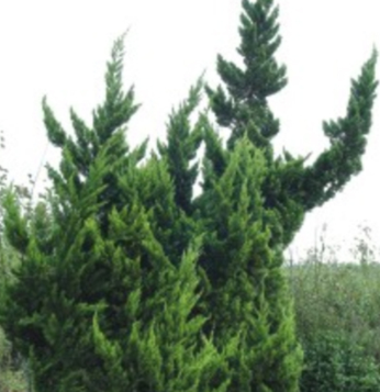 基地常年供应各种规格 龙柏 品质优 成活率高 基地常年供应各种规格 龙柏 品质优 成活率高