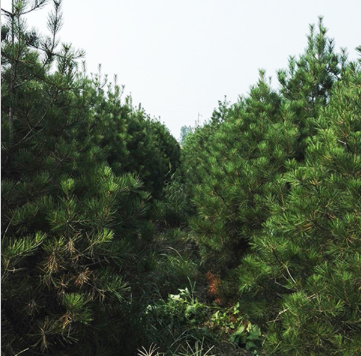 基地直销白皮松 白皮松树 规格齐全 品质优 成活率高 基地直销白皮松 白皮松树 规格齐全 品质优 成活率高