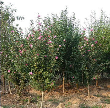 基地常年供应木槿 等绿化绿植苗木 品质优 耐寒 观花 量大优惠 基地常年供应木槿 等绿化绿植苗木 品质优 耐寒 观花 量大优惠