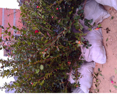 种规格的茶梅大小营养杯苗色块苗、树、球等色块苗