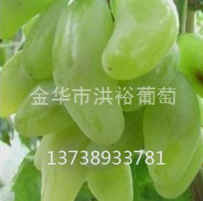 土壤含水量对浙江葡萄苗生长的影响