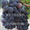 新品种葡萄苗种植的技术要点