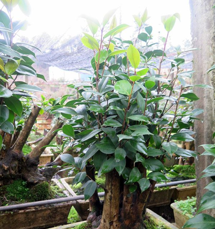 茶花盆景 油茶嫁接全国承接